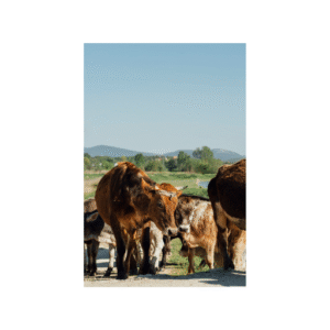 Protección Especializada de Ganado